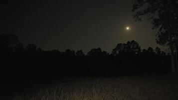Moonlit night over dark forest and field. photo