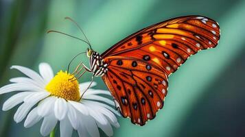 Orange butterfly on white daisy. photo