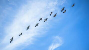 A flock of birds in V-formation flying against a blue sky with fluffy clouds. photo