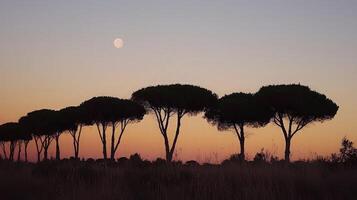 Silhouetted trees at sunset with a visible moon. photo