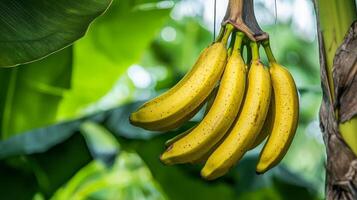 Ripe yellow bananas hanging on a tree in a tropical plantation. photo