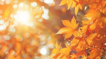 Autumn leaves with sunlight shining through them photo
