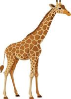 Side view of giraffe standing on white background vector