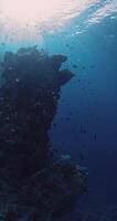 unter Wasser Szene mit Vertikale Felsen und tropisch Korallen mit Fisch im Blau Ozean mit Sonnenlicht video