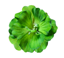green water hyacinth flower on transparent background, a image shows a water hyacinth plant with lush for making it perfect for botanical studies or environmental projects, png