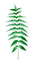 Detailed Image of a Neem Leaf a fern leaf on a transparent background, Exquisite Close-Up of a Neem Leaf Detailed View of the Elongated, Serrated Leaflets of Azadirachta indica, png