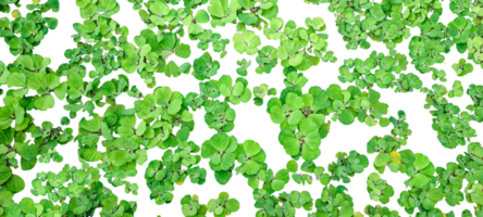 a set of green water hyacinth plant image pattern on a transparent background, A Detailed Study of Water Hyacinth Leaf Arrangements and Growth Patterns on a Background png