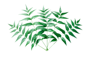Detailed Close-Up of Neem Leaves, The image shows a close-up view of three neem leaves, each with multiple leaflets arranged in an opposite pattern along the central stem, png