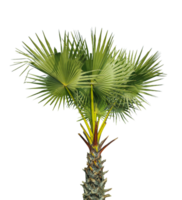 palm tree on a background, A Fan Palm Tree with Green leaf on Against a transparent Background, palm tree on transparent background, A palmyra tree on a background, png