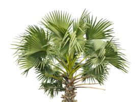 A Fan Palm Tree with Green leaf on Against a transparent Background, palm tree on transparent background, A palmyra tree on a background, png
