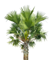 palm tree on transparent background, A Fan Palm Tree with Green leaf on Against a transparent Background, palm tree on transparent background, A palmyra tree on a background, png