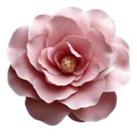 Pink camellia flower top view , flat lay design, isolated on transparent background. Elegant camellia flower png