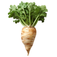 parsnip vegetable . organic parsnip top view . parsnip vegetable with green leaves flat lay isolated. winter vegetable parsnip full of vitamins isolated png
