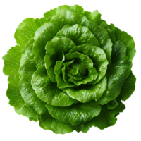 Leafy green lettuce arranged in a flat lay style and isolated on a clean background, perfect for showcasing its natural appeal and suitability for organic food designs png