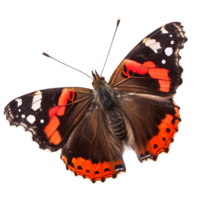 ed admiral butterfly isolated on the transparent background png