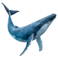 Blue whale isolated on the transparent background. Marine creature png