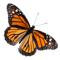Viceroy butterfly isolated on the transparent background png