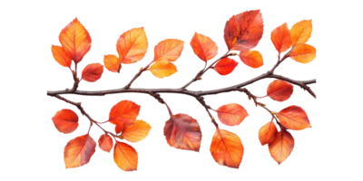 Autumn branch with vibrant red and orange leaves isolated on transparent background png