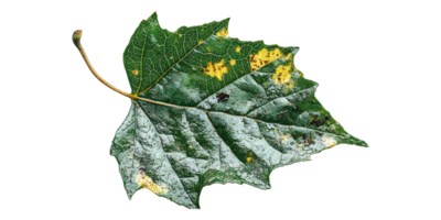 Green maple leaf with yellow spots isolated on transparent background png