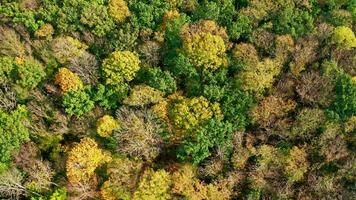 Amazing scenery at autumn. Beautiful forest at fall. View from above on colorful trees. Motion camera top down. Aerial landscape. video