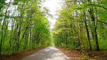 Driving in forest. Empty road inside the beautiful nature. Bright sunbeams shining through the tops of green trees. View from the car. video