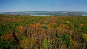 Forest at fall on river background. Flying over colorful trees in autumn season. Amazing nature scenery. Camera moves forward. Aerial view. video