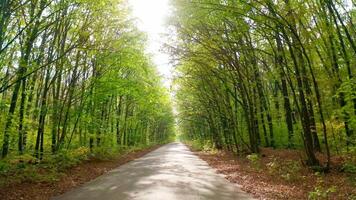 Travelling in wood at sunlight. Road in the forest. Bright sunbeams shine on a path among trees. Many leaves on the ground in autumn forest. video