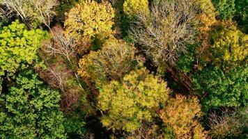 Natural background of colorful forest. Drone flying over the autumn forest. Forest with green and yellow trees. Aerial top view. video