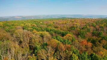 Top autumn wood. Beautiful nature background. Autumn forest with colorful trees. Trees with bright foliage. Deciduous forest in the fall. Aerial top view. video