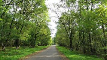 Road in forest. Travelling on road with green trees from both sides. Driving on empty asphalt road passing through forest in sunny summer day. View from the car. video