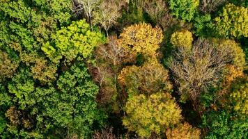 Nature background of bright colors of trees. Deciduous forest in fall season. Colorful top trees at sunny daytime. Top aerial view. video