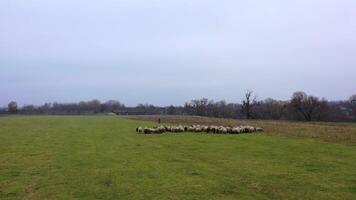 Pasture with domestic animals. Flock of sheep grazing on field in the countryside. Woolly sheep in herd on meadow in cold season. video