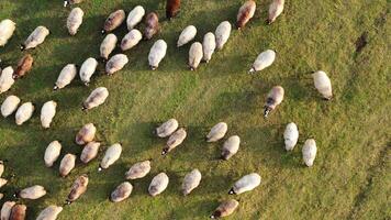 ovelha em Prado fundo. lanoso branco e Castanho animais pastar em campo. grupo do ovelha comovente em verde pasto. topo visualizar. video