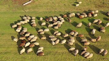 ovelha em Prado dentro ensolarado dia. lindo ovelha rebanho pastar em campo. Visão a partir de acima em fofo doméstico animais comendo grama. Câmera Aumentar acima. video