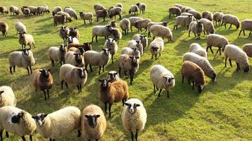 surpreendente ovelha em pasto. fofo animais pastar em campo dentro uma ensolarado dia. rebanho do ovelha em verde Prado. grupo do doméstico ovelha video