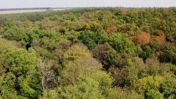 Colorful background of autumn nature. Top of trees in the forest. Beautiful woodland. Aerial view. Motion camera forward. video