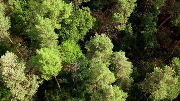 Nature background of woodland. Beautiful forest. Tall trees in wood. Green pine trees. Top aerial view. video