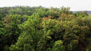 Forest in early autumn. Beautiful green trees. Nature background. Tops of deciduous trees in the wood. Slow motion. video