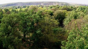 Mixed trees in the forest. Beautiful scenery. Tops of trees. Amazing nature background. Flying over the trees in early autumn. Slow flight. video