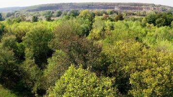 Beautiful forest in autumn. Deciduous trees on rocky canyon background. Flight over the top of colorful trees. Slow motion. Aerial view. video