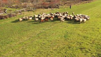 Herd of sheep in a meadow. Group of fluffy sheep grazing on a field. Domestic animals on pasture in sunny day. Livestock agriculture. video
