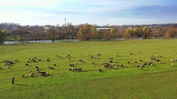 Flock of sheep on village background. Domestic animals eating green grass on field in the countryside. Many sheep grazing on pasture. Aerial view. video