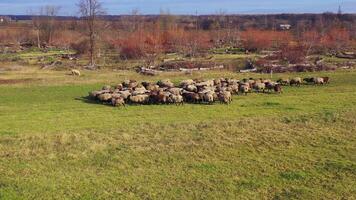 Sheep herd moving in the countryside. Group of domestic animals grazing on field in sunny day. Beautiful sheep on autumn nature background. video