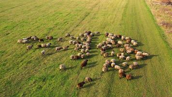 rebanho do ovelha dentro ensolarado dia. rebanho do fofo animais caminhando em campo pasto. lindo ovelha em uma verde Prado. topo aéreo visualizar. video