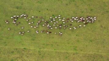 Herd of sheep running on field. Group of domestic animals returning to farm from pasture. Flock of sheep on a meadow background. Aerial view. video