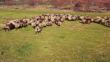 Group of sheep on nature. Herd of brown sheep animals walking on field to graze in a sunny day. Livestock agriculture concept. Drone view. video