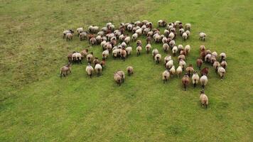 rebanho do ovelha em pasto. grupo do lindo doméstico mamíferos pastar em campo. ovelha alimentando em uma Prado. aéreo visualizar. video