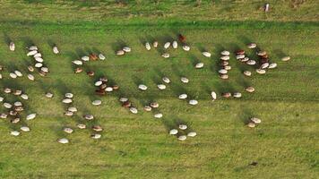 Sheep on a meadow. Herd of domestic animals returning to farm from pasture. Small dots of white and brown sheep moving on field. Top aerial view. video