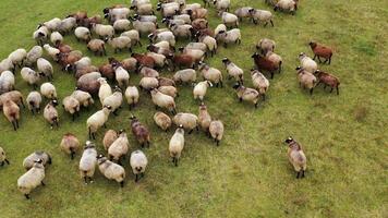 lindo fofo ovelha rebanho do Castanho e branco doméstico animais pastar em pasto. rebanho do ovelha em campo. topo visualizar. video