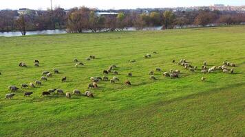 Green meadow with sheep. A lot of sheep grazing on field pasture near the river. Herd of domestic animals eating grass in the countryside. Aerial view. video